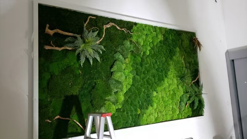 江苏 永生苔藓造景  厂家直供