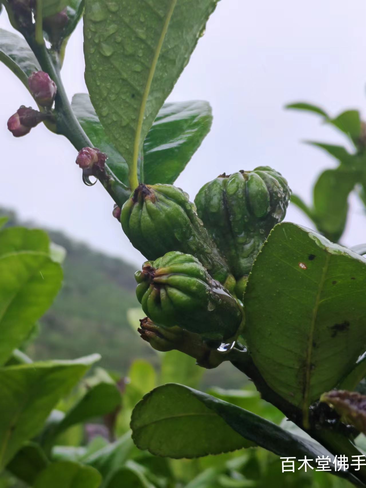 百木堂巴 中佛手苗城市景观绿化树种苗基地直供 