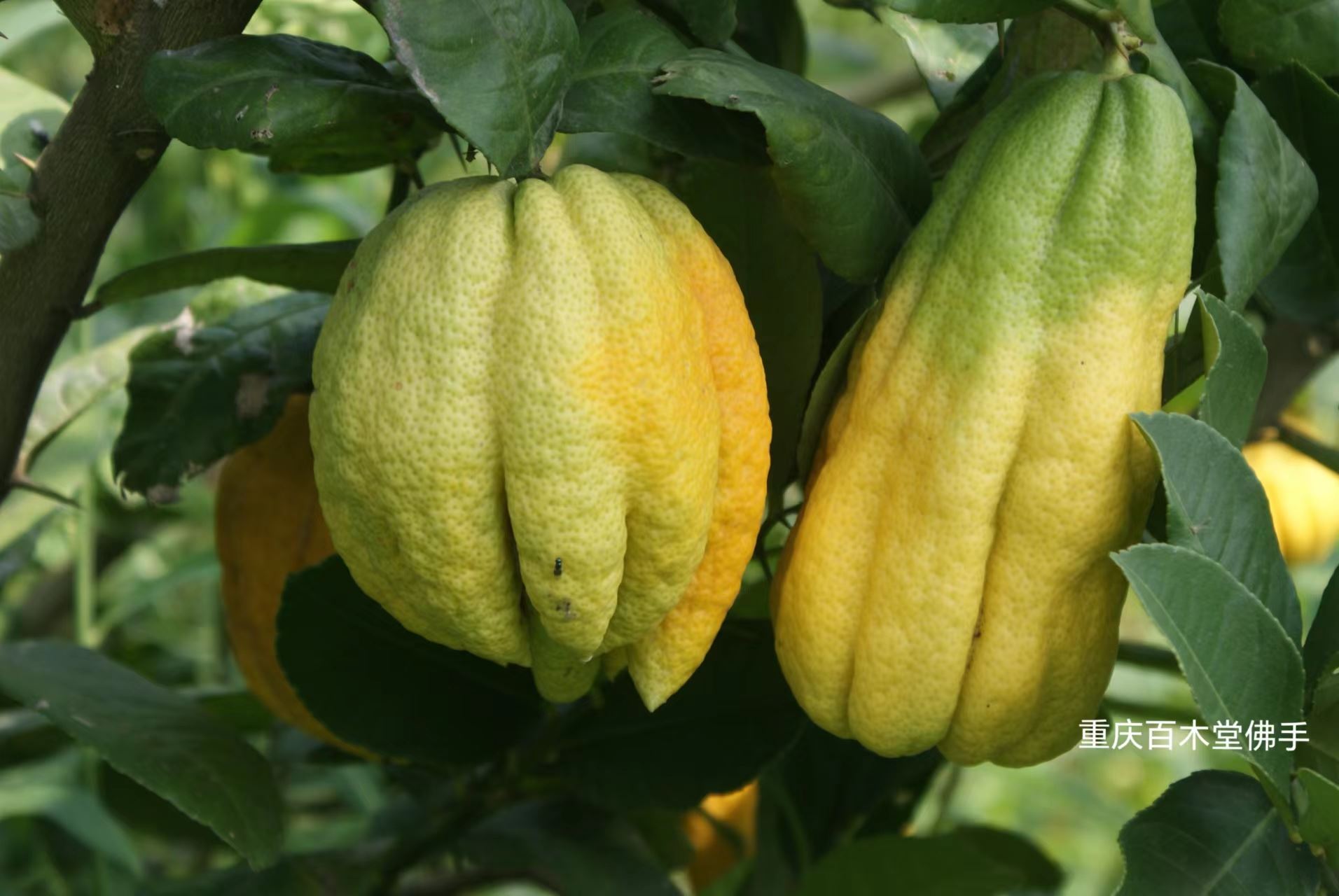 百木堂綦 江佛手苗生长环境适应性强品种齐全