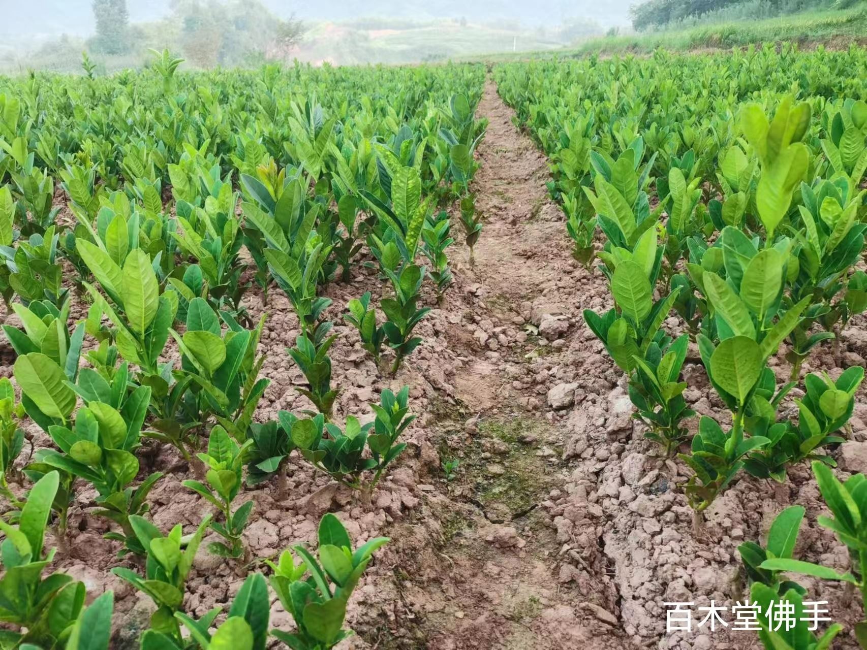 百木堂巴 中佛手苗生长环境适应性强种苗基地直供 