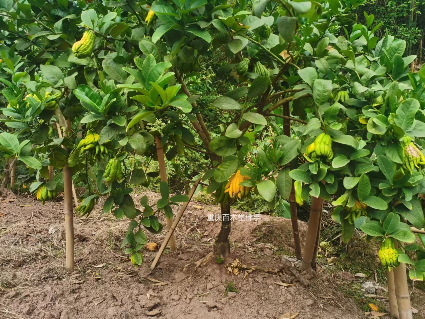 百木堂铜 梁佛手苗生长环境适应性强中药材种植基地 