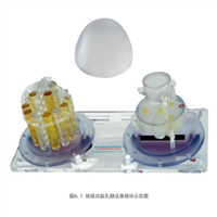 核磁共振乳腺成像模体