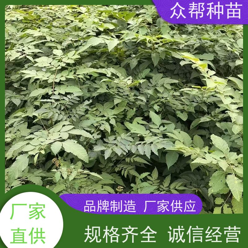 漆树苗 两年苗 栾树容器苗 乡村振兴苗木 品种多样