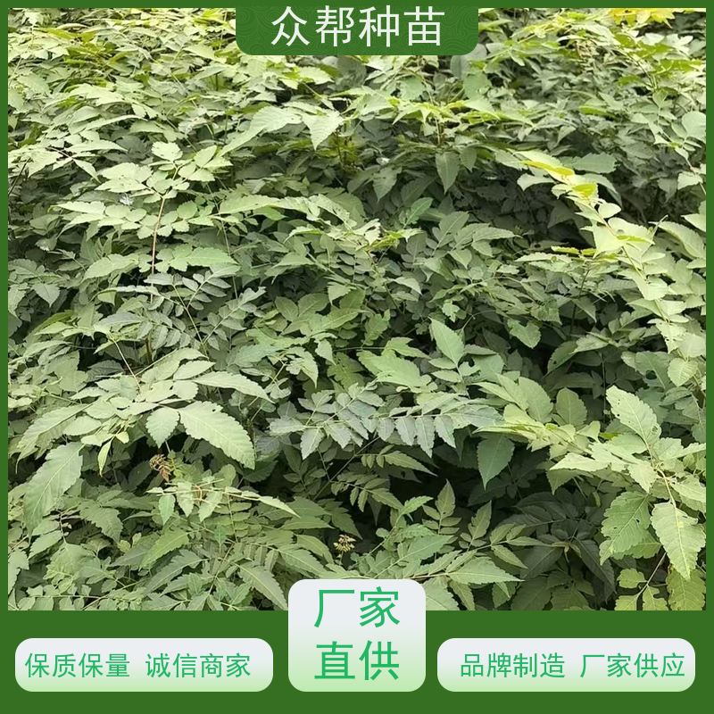 漆树苗 两年苗 栾树地苗 荒山覆绿 苗圃基地直供