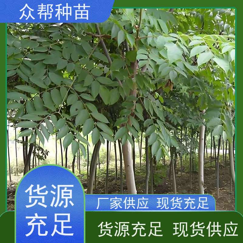 漆树苗 一年苗 栾树杯苗 乡村振兴苗木 源头基地批发