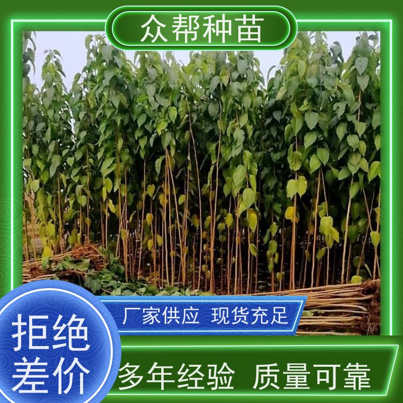 众帮种苗 高50公分-100公分 杜仲地苗 国储林 规格齐全