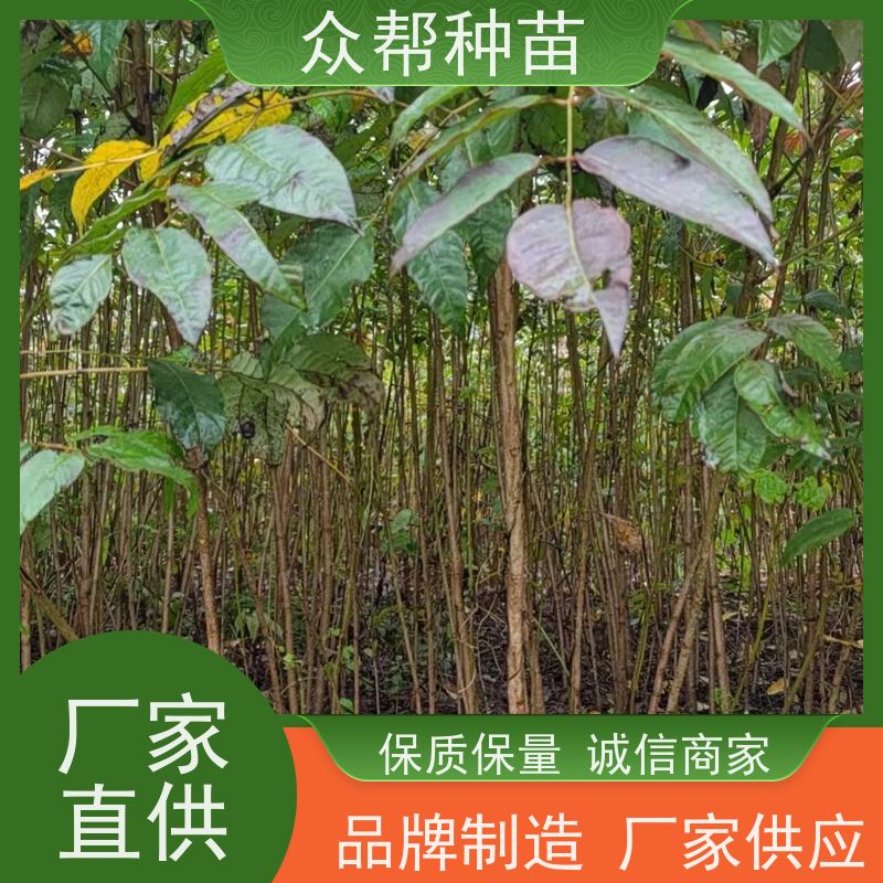 漆树苗 高50公分-100公分 漆树地苗 工程绿化 货源充足