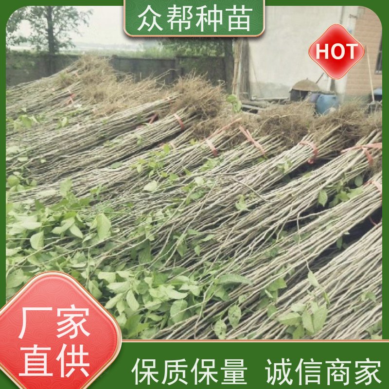 众帮种苗 高50公分-100公分 杜仲裸苗 乡村振兴苗木 无中间商