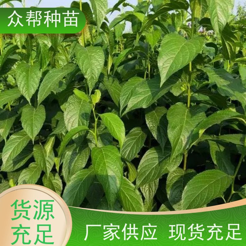 众帮种苗 一年苗 杜仲裸苗 乡村振兴苗木 品种多样