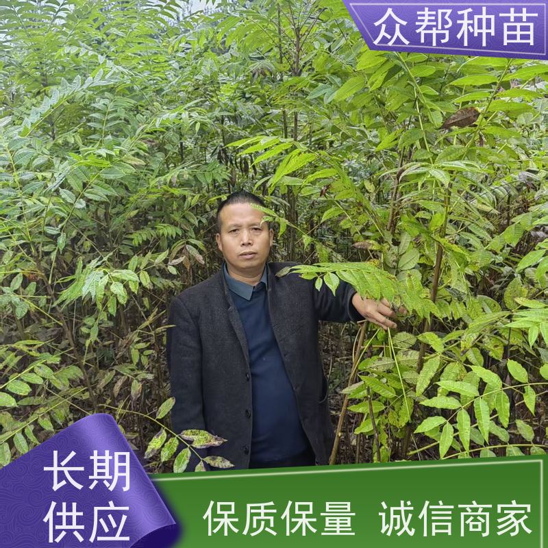 漆树苗 1-2年苗 漆树杯苗 乡村振兴苗木 规格齐全