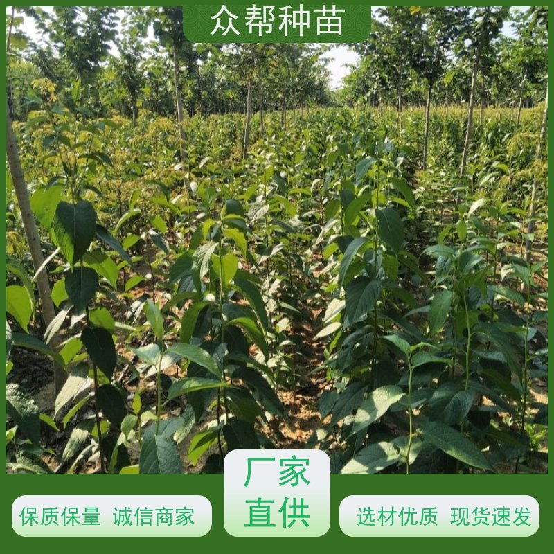 杜仲苗 高50公分-100公分 杜仲容器苗 造林苗 源头基地批发