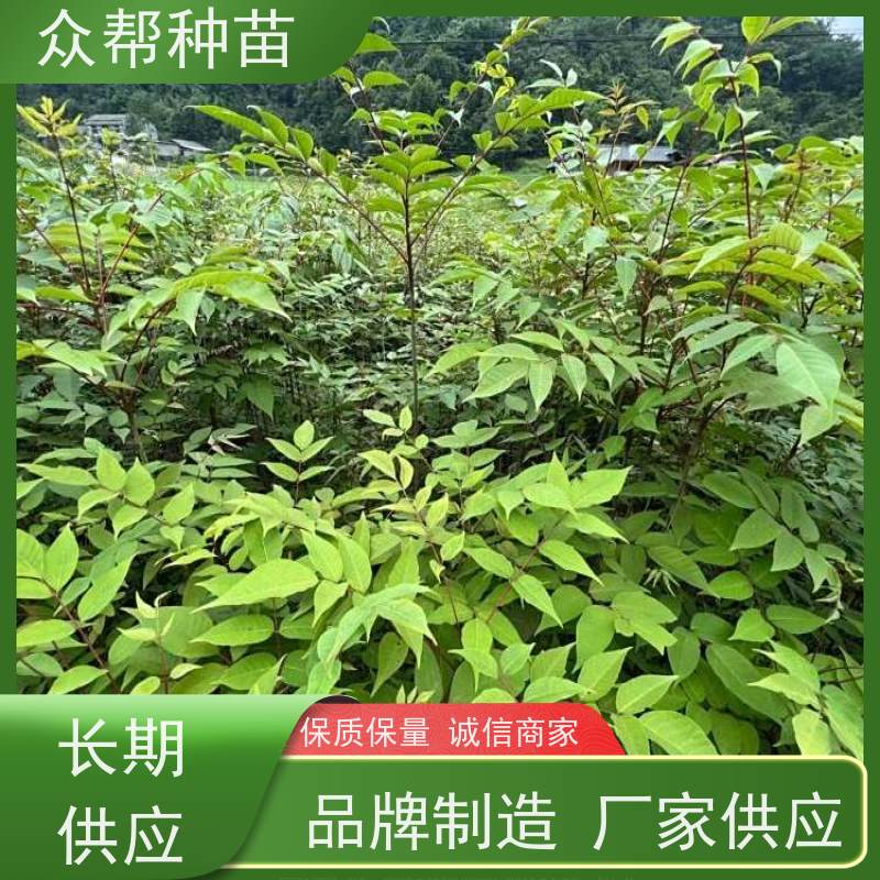 漆树苗 地径0.8公分杯苗 漆树地苗 造林苗 货源充足