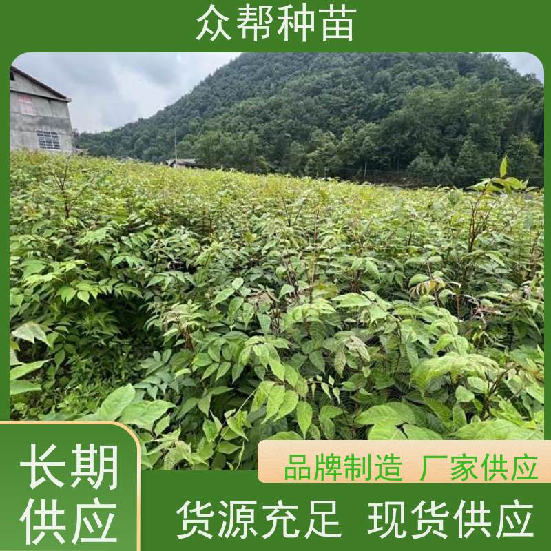 漆树苗 地径0.8公分杯苗 漆树容器苗 荒山覆绿 源头基地批发