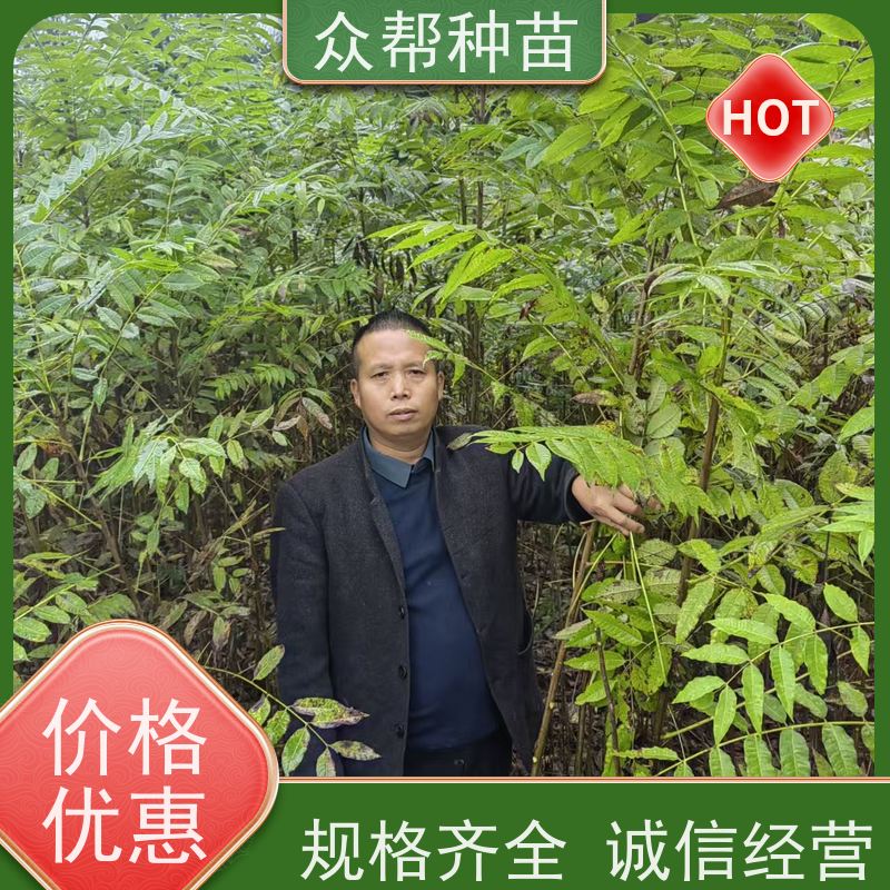 漆树苗 地径0.8公分杯苗 漆树容器苗 造林苗 源头基地批发