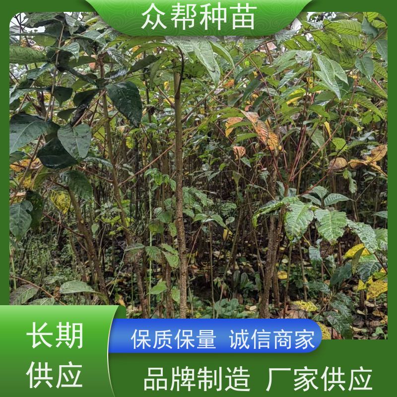 漆树苗 地径0.8公分杯苗 漆树地苗 国储林 规格齐全