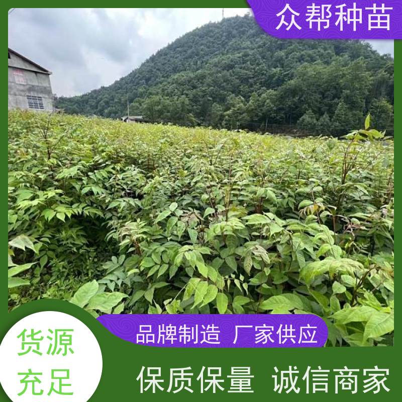 漆树苗 地径0.8公分杯苗 漆树苗 荒山覆绿 无中间商