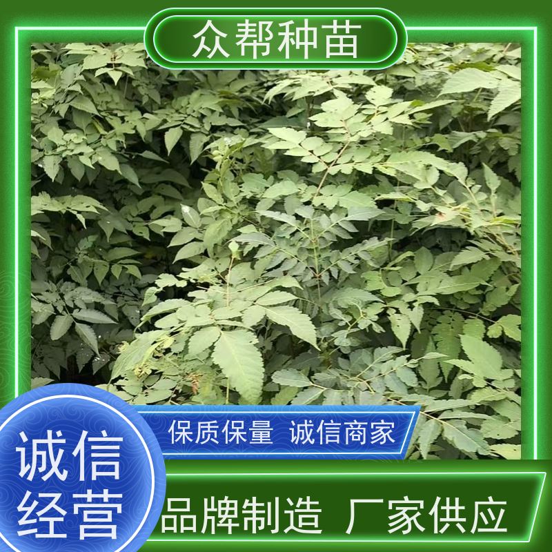 漆树苗 高50公分-100公分 栾树杯苗 工程绿化 无中间商