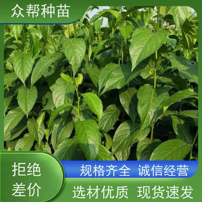 杜仲苗 地径0.8公分杯苗 求购杜仲苗 荒山覆绿 源头基地批发