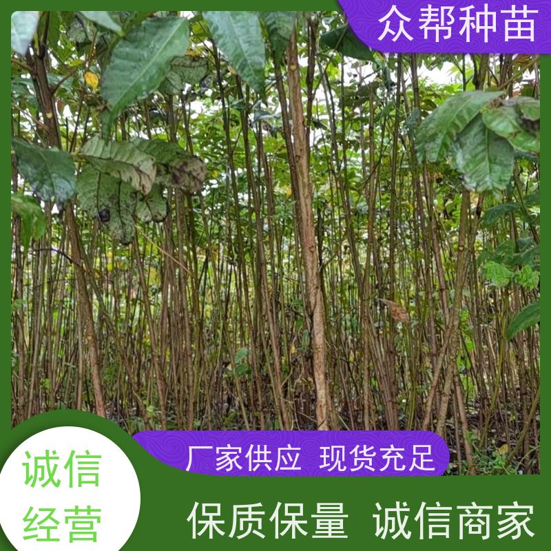 漆树苗 1-2年苗 漆树容器苗 乡村振兴苗木 货源充足
