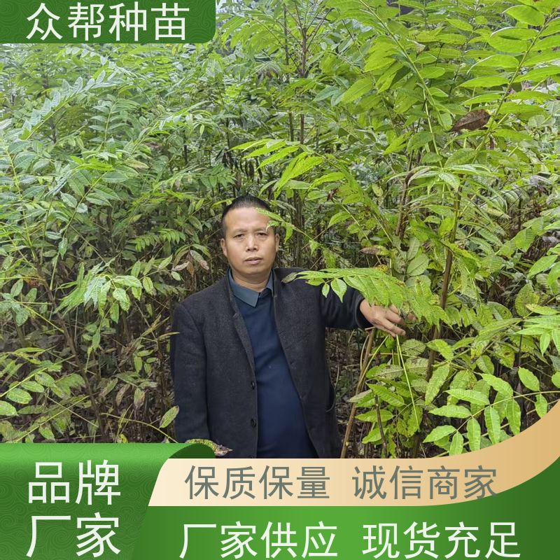 漆树苗 地径0.8公分杯苗 漆树苗 荒山覆绿 规格齐全