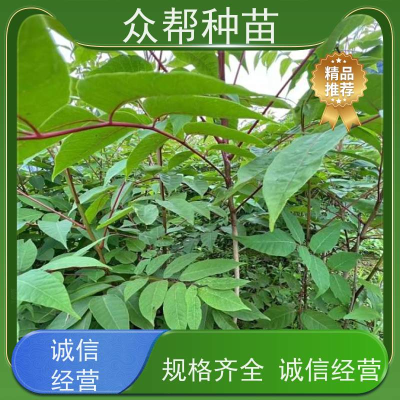 漆树苗 1-2年苗 漆树杯苗 荒山覆绿 源头基地批发