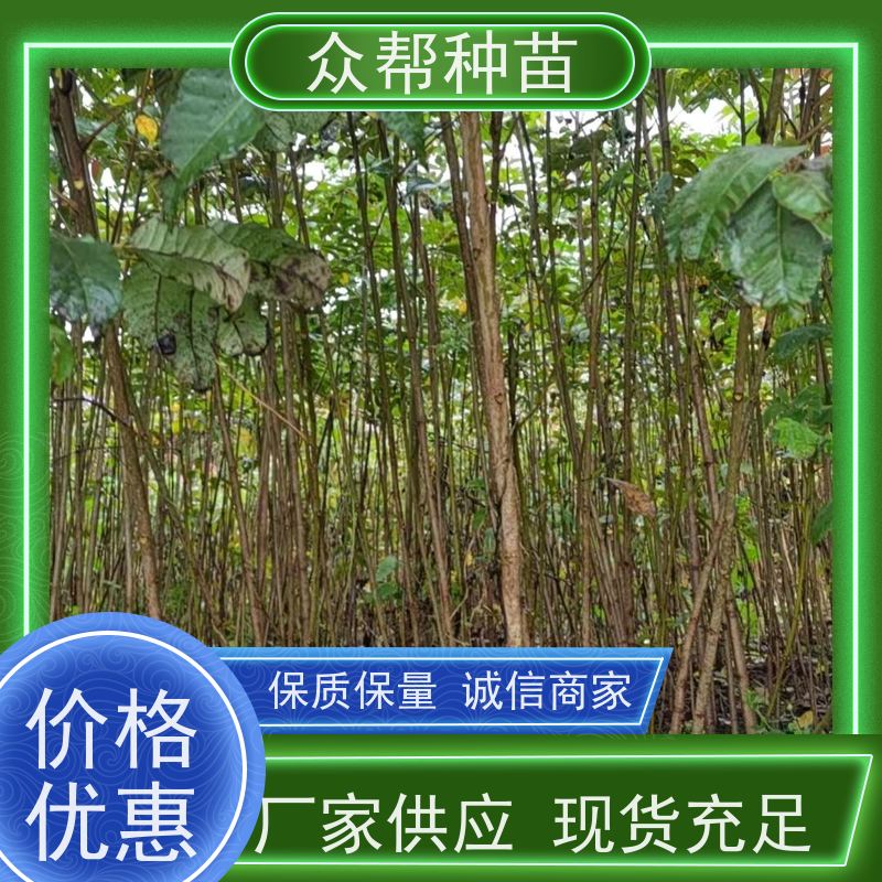 漆树苗 地径0.8公分杯苗 漆树地苗 经果林 无中间商