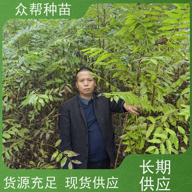 漆树苗 高50公分-100公分 漆树杯苗 荒山覆绿 无中间商