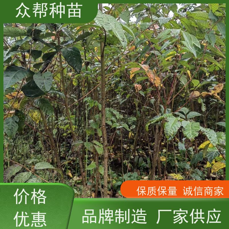 漆树苗 高50公分-100公分 漆树杯苗 乡村振兴苗木 无中间商