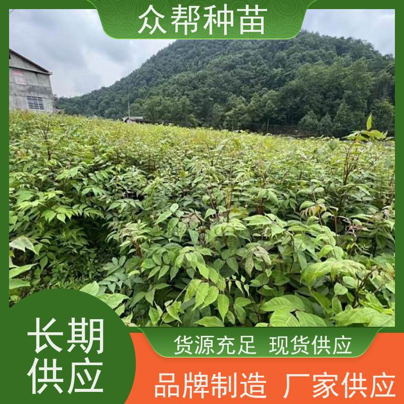 漆树苗 高50公分-100公分 漆树杯苗 乡村振兴苗木 品种多样