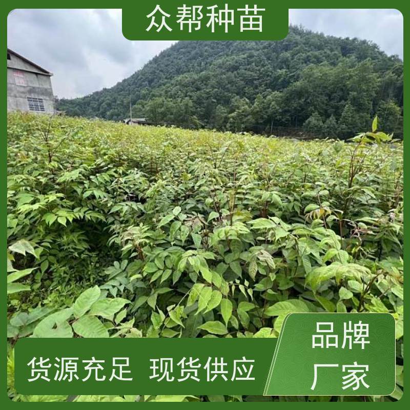 漆树苗 1-2年苗 漆树杯苗 乡村振兴苗木 货源充足