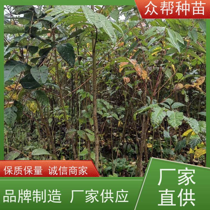 漆树苗 高50公分-100公分 漆树地苗 造林苗 源头基地批发