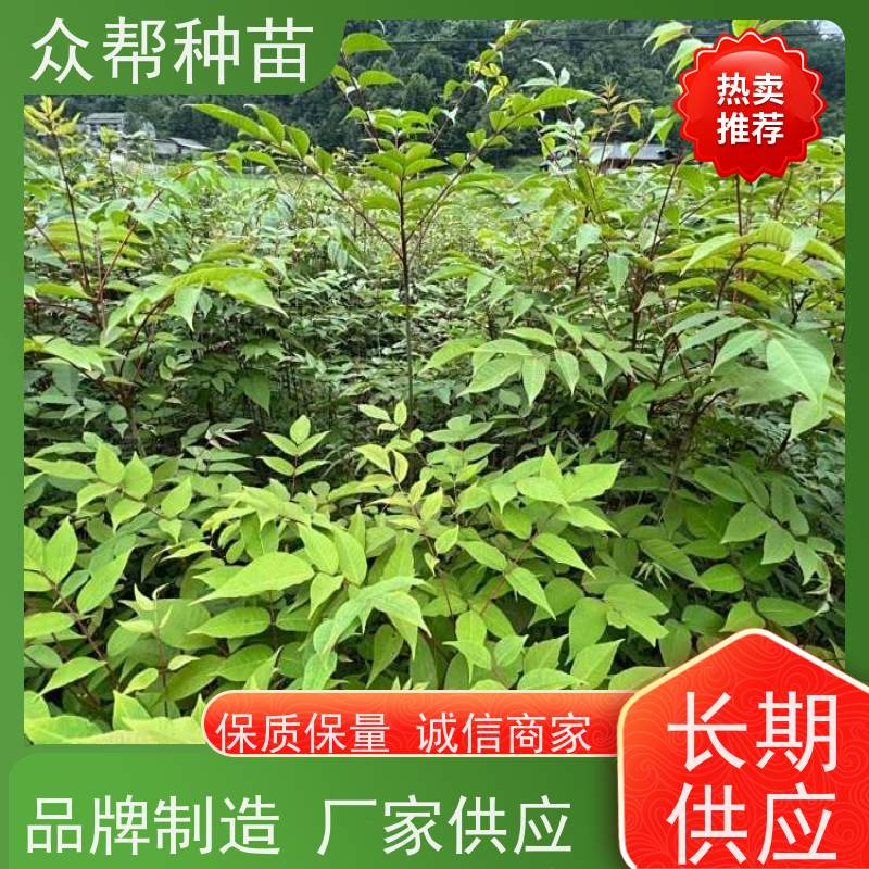 漆树苗 高50公分-100公分 漆树容器苗 乡村振兴苗木 规格齐全