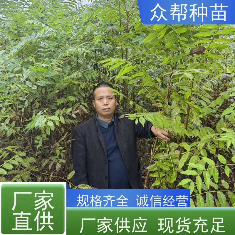 漆树苗 地径0.8公分杯苗 漆树地苗 经果林 源头基地批发
