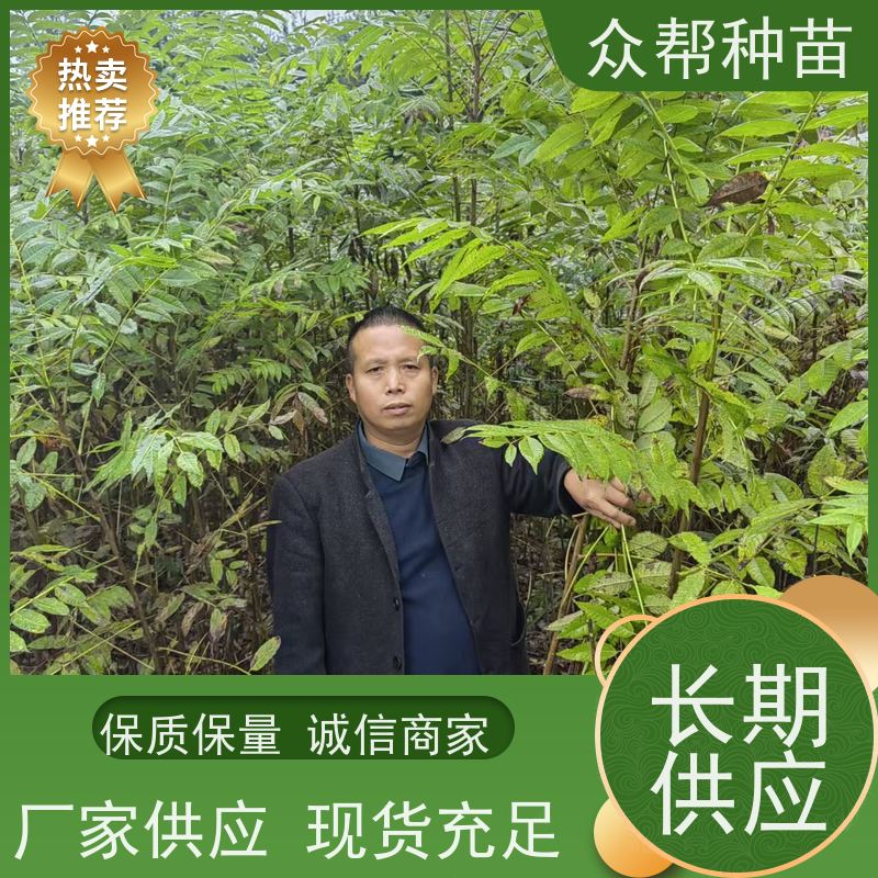 漆树苗 地径0.8公分杯苗 漆树容器苗 造林苗 货源充足