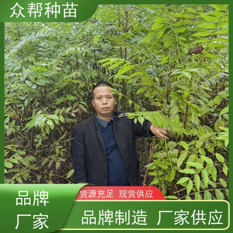 漆树苗 高50公分-100公分 漆树地苗 造林苗 品种多样