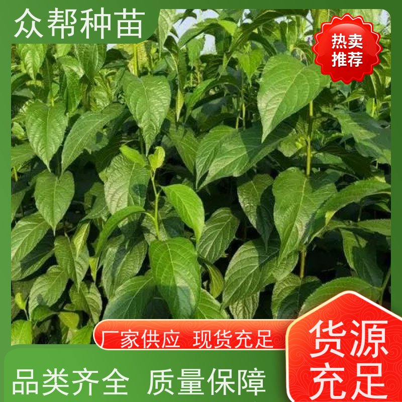 众帮种苗 裸苗及杯苗 杜仲地苗 荒山覆绿 无中间商