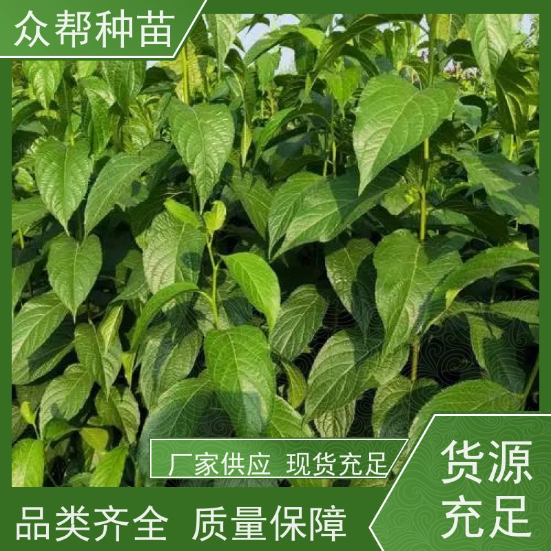 众帮种苗 1-2年苗 杜仲容器苗 国储林 苗圃基地直供