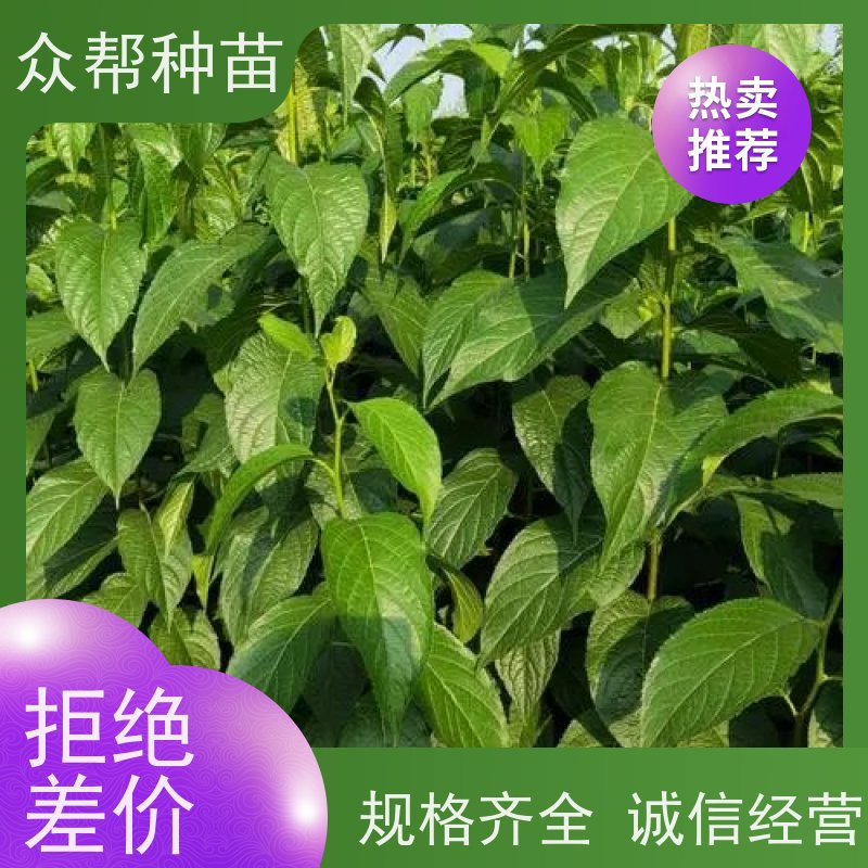 众帮种苗 地径0.8公分杯苗 杜仲苗 工程绿化 无中间商