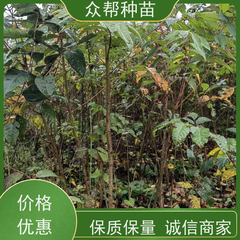 漆树苗 1-2年苗 漆树地苗 乡村振兴苗木 苗圃基地直供