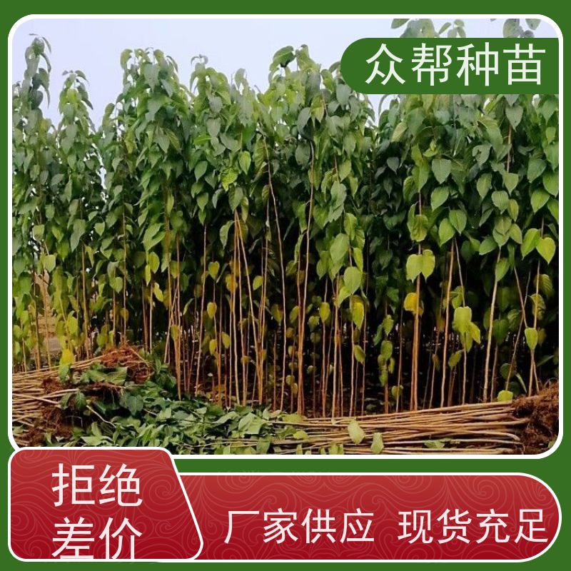 众帮种苗 裸苗及杯苗 杜仲容器苗 经果林 品种多样