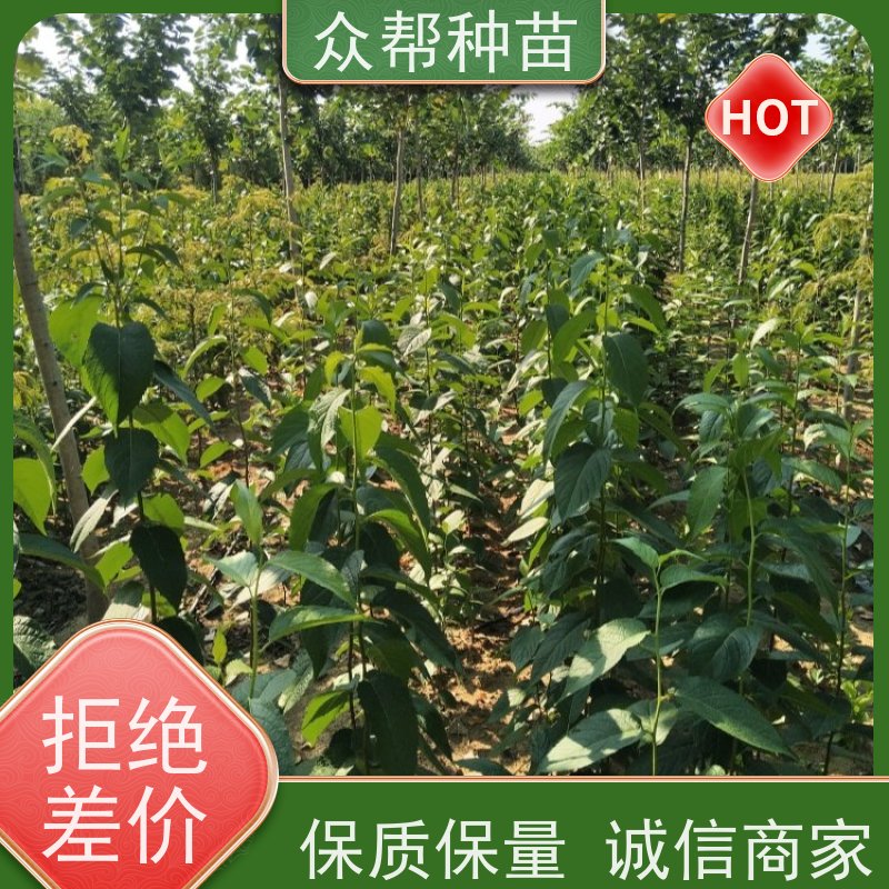 众帮种苗 两年苗 杜仲裸苗 工程绿化 苗圃基地直供