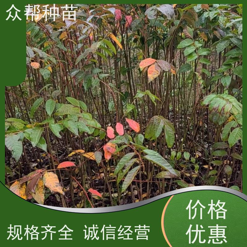 漆树苗 地径0.8公分杯苗 漆树苗 荒山覆绿 货源充足