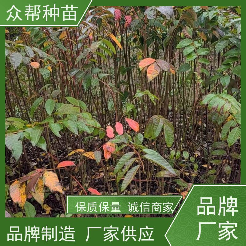 漆树苗 地径0.8公分杯苗 漆树容器苗 造林苗 品种多样