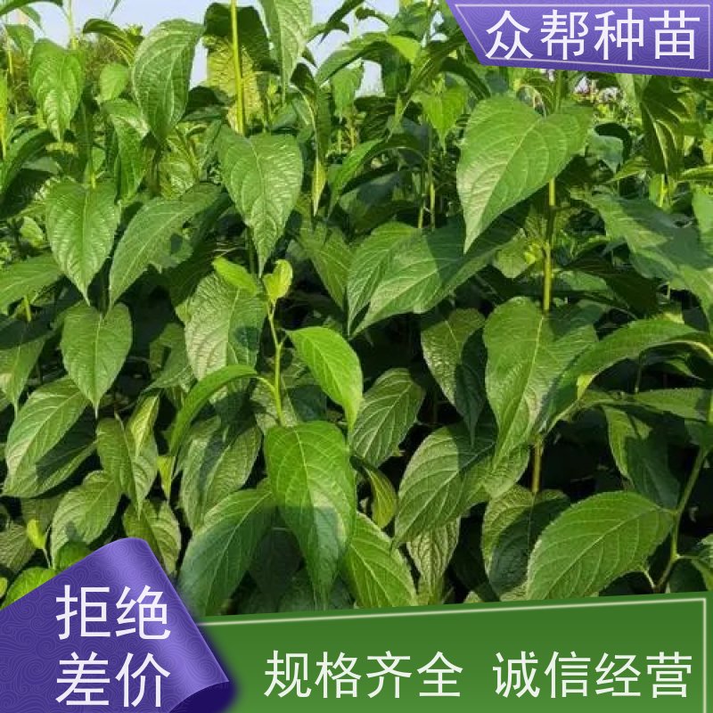 众帮种苗 裸苗及杯苗 求购杜仲苗 工程绿化 品种多样