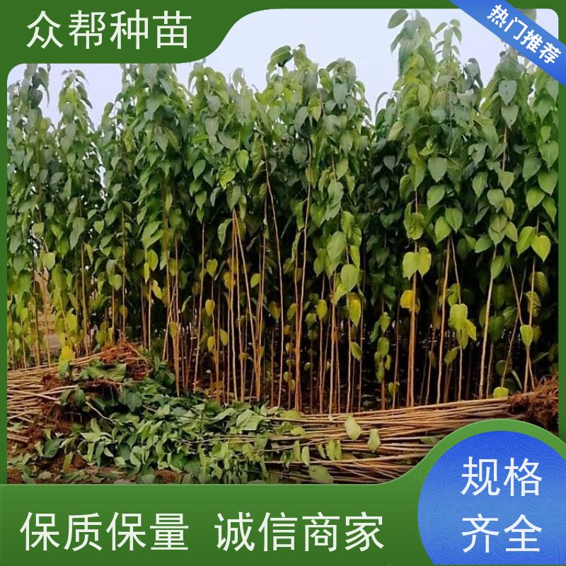 杜仲苗 地径0.8公分杯苗 求购杜仲苗 荒山覆绿 品种多样
