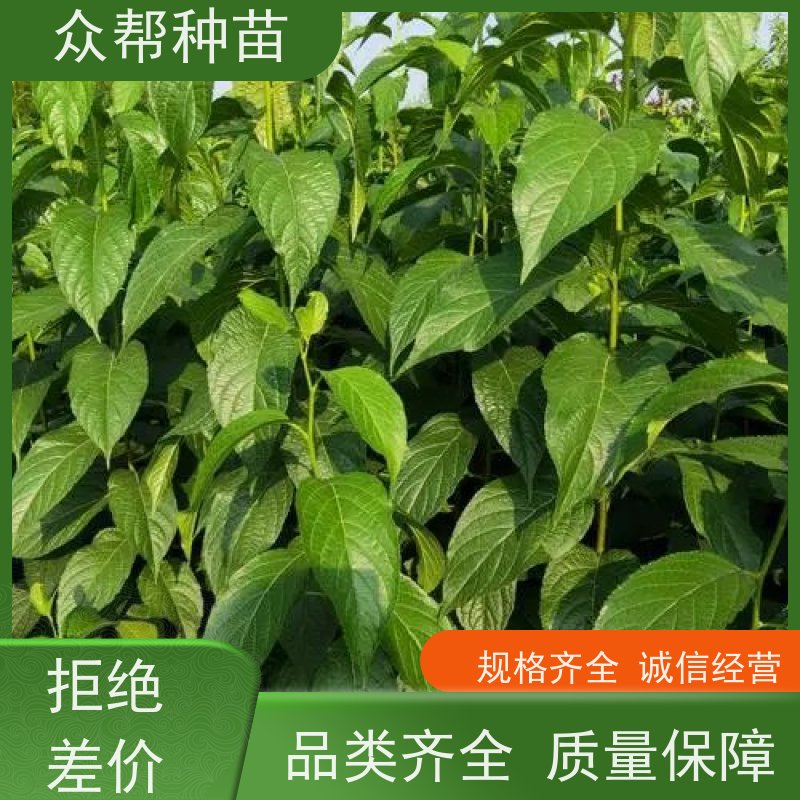 众帮种苗 裸苗及杯苗 求购杜仲苗 乡村振兴苗木 货源充足