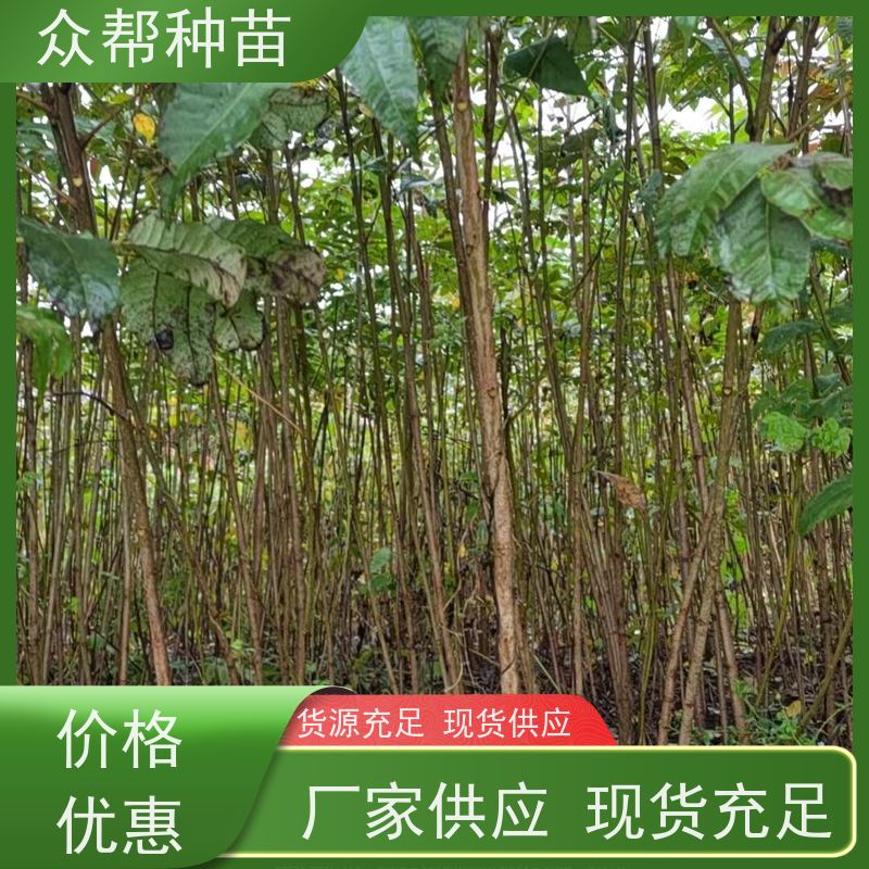 漆树苗 地径0.8公分杯苗 漆树苗 乡村振兴苗木 苗圃基地直供
