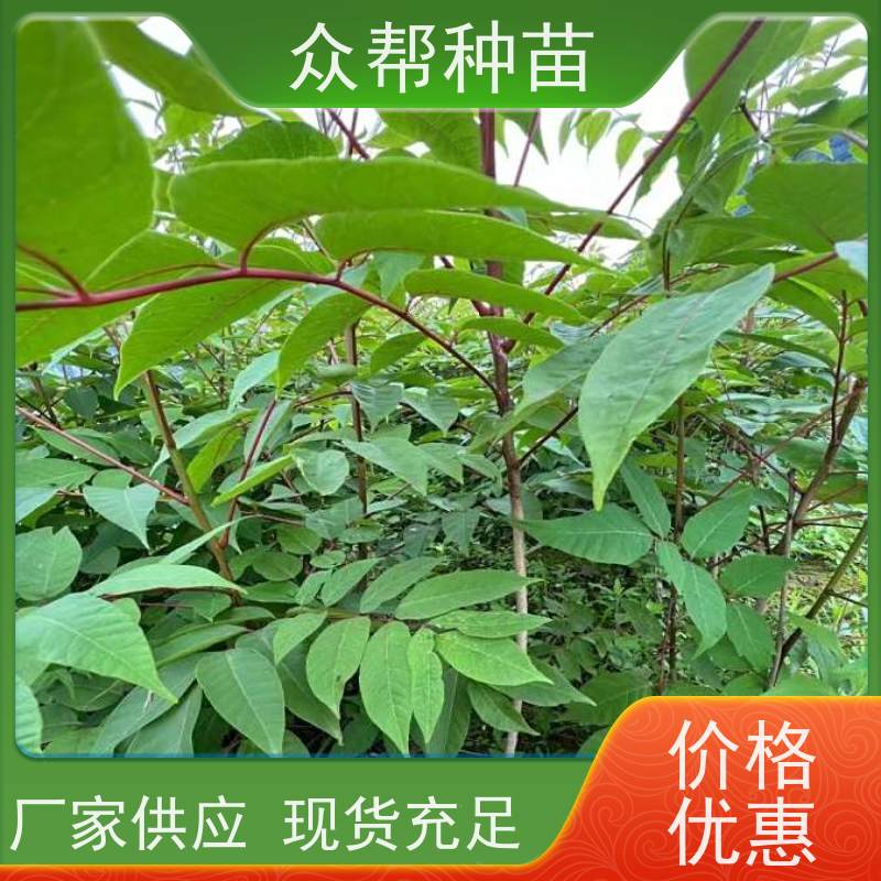 漆树苗 地径0.8公分杯苗 漆树容器苗 乡村振兴苗木 无中间商