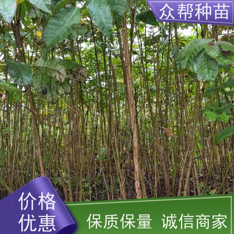 漆树苗 地径0.8公分杯苗 漆树地苗 工程绿化 源头基地批发