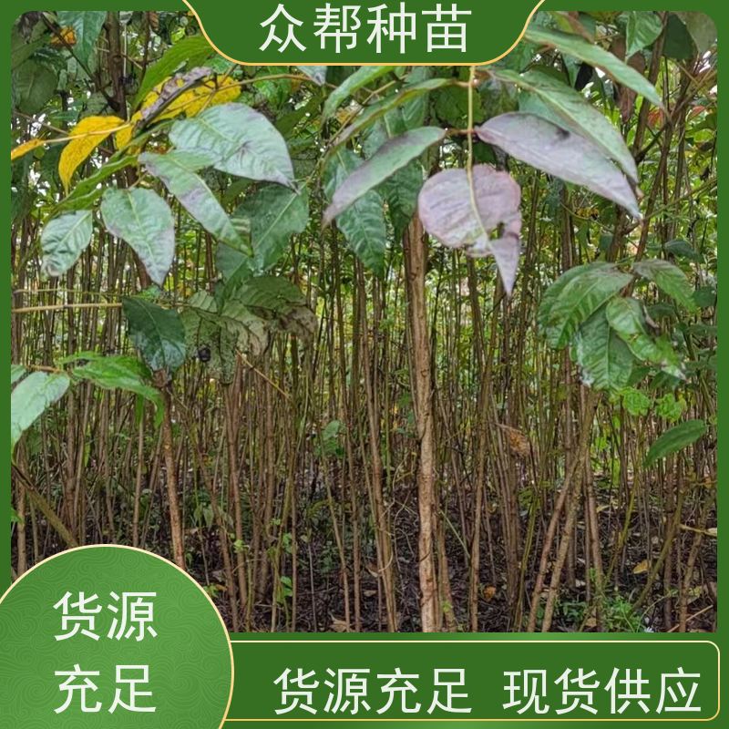 漆树苗 高50公分-100公分 漆树杯苗 造林苗 品种多样